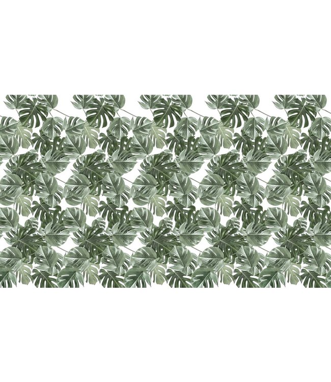 Bladeren behang Monstera, 97.4 x 280 cm