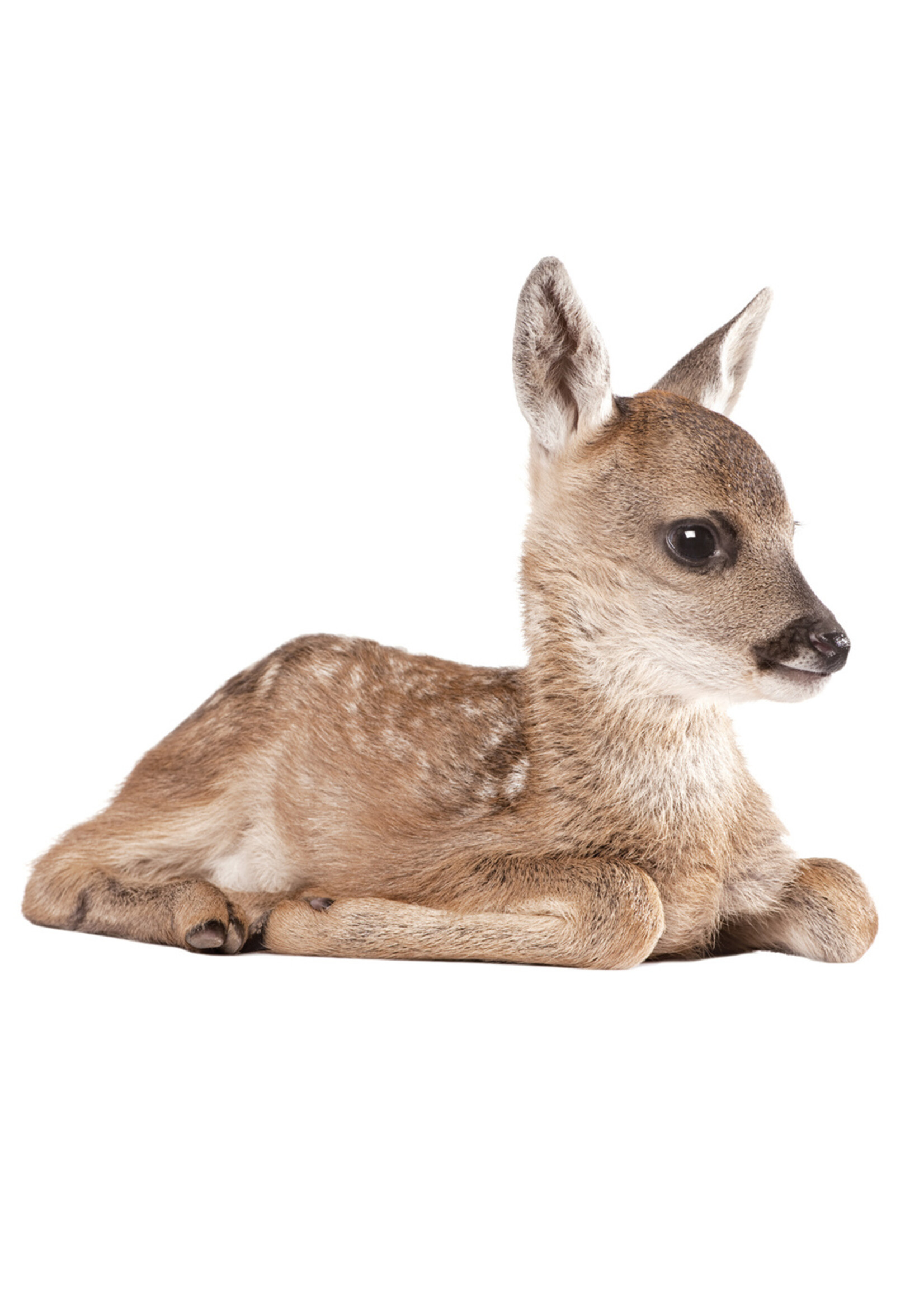 Muursticker Deer, 40 x 33 cm
