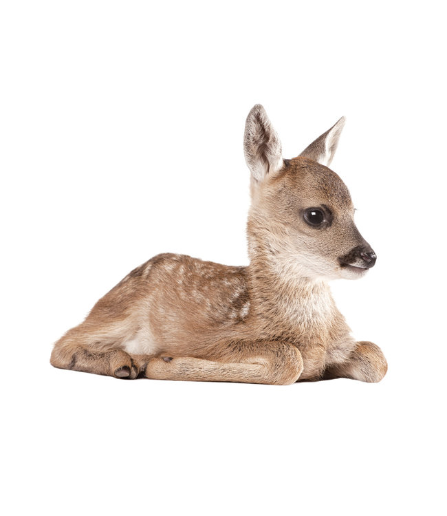 Muursticker Deer, 40 x 33 cm