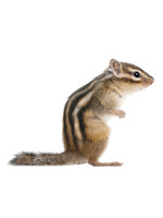 Wall sticker Squirrel, 24 x 17 cm
