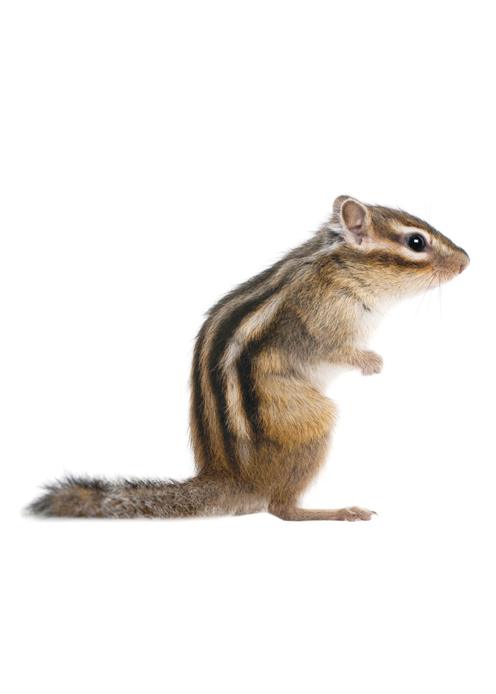 Wandtattoo Squirrel, 24 x 17 cm
