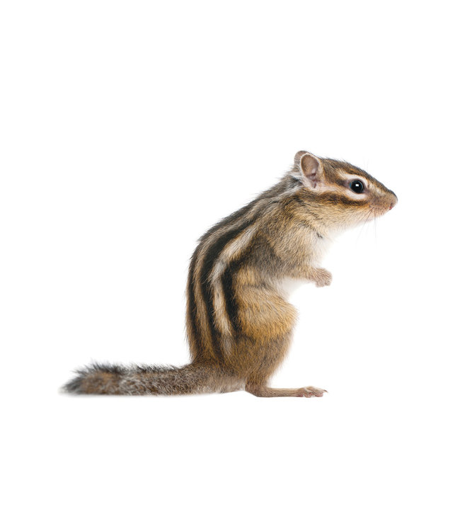 Muursticker Squirrel, 24 x 17 cm