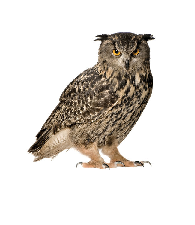 Muursticker Owl, 30 x 32 cm