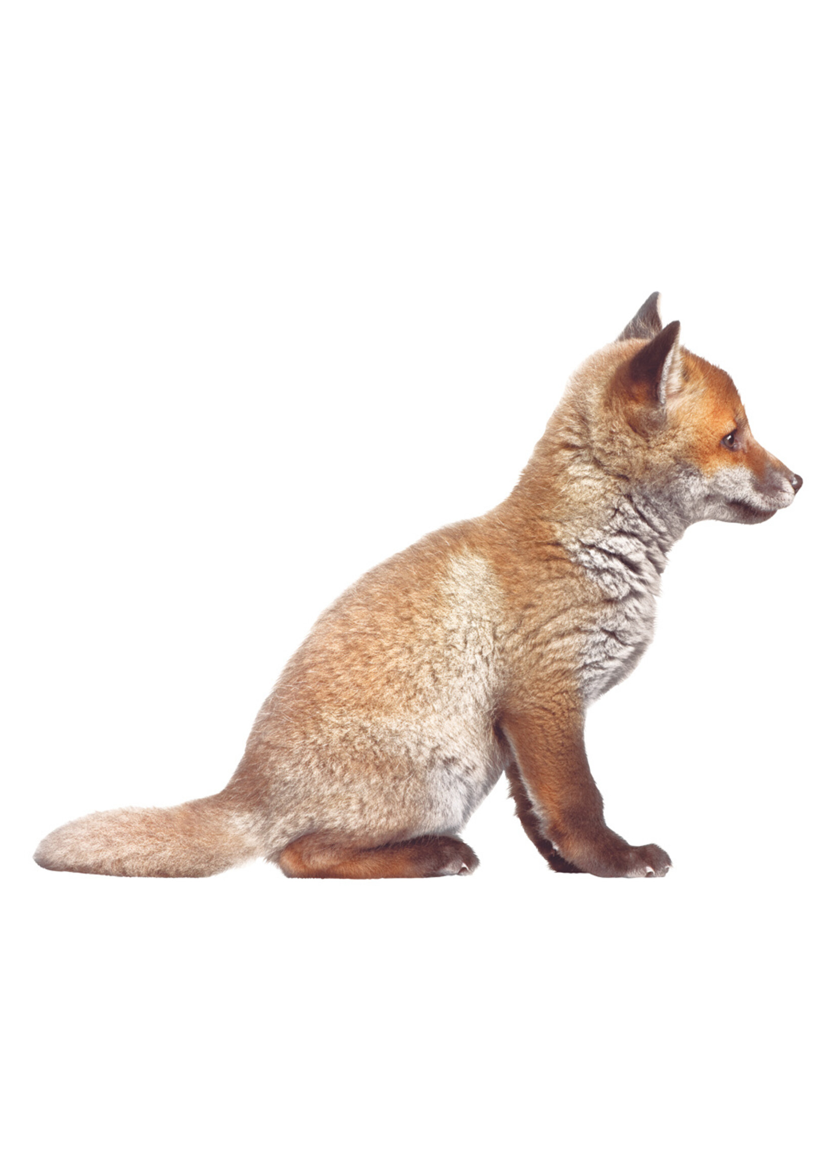 Muursticker Fox Cub, 34 x 26 cm
