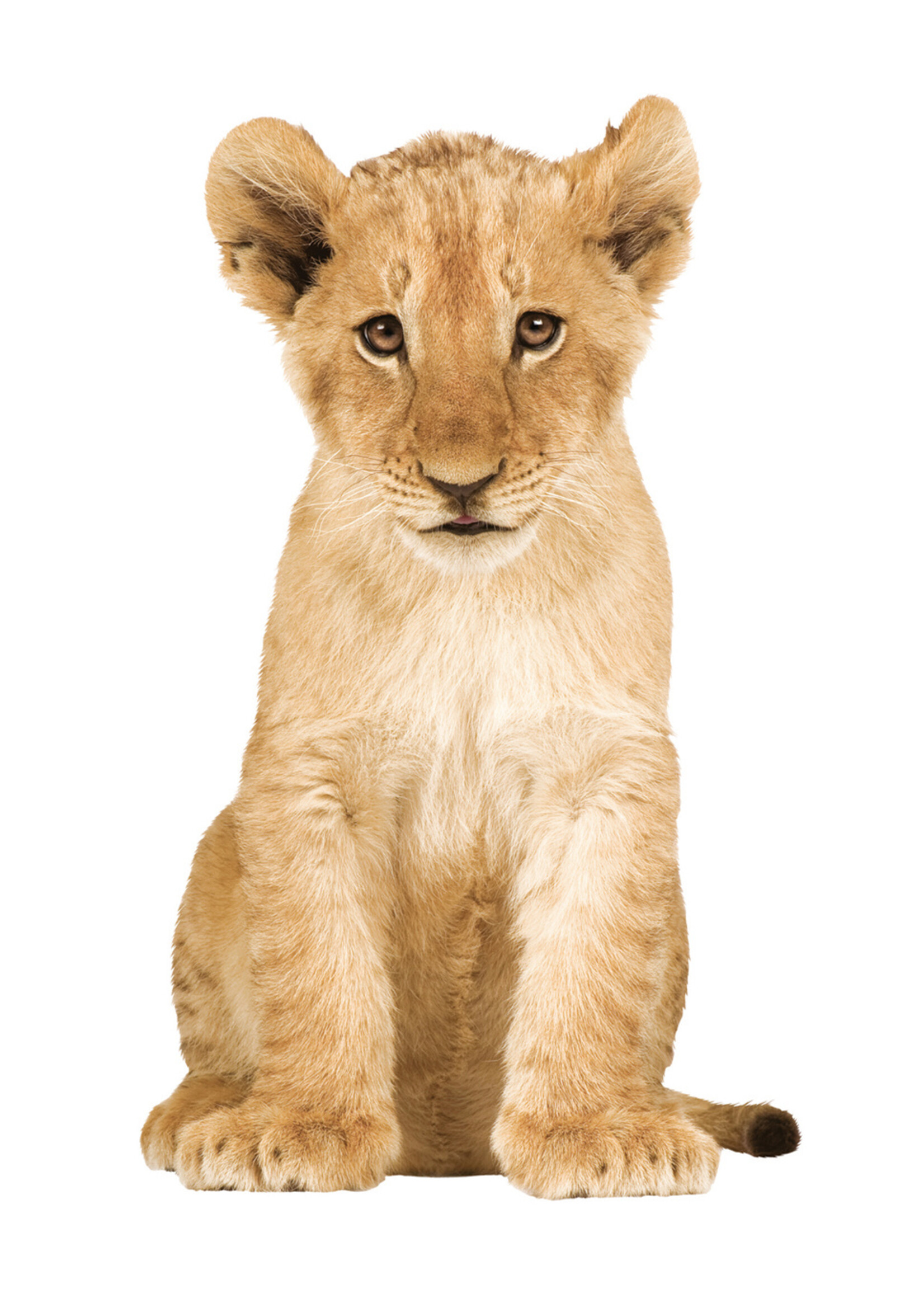 Wall sticker Lion Cub, 28 x 48 cm