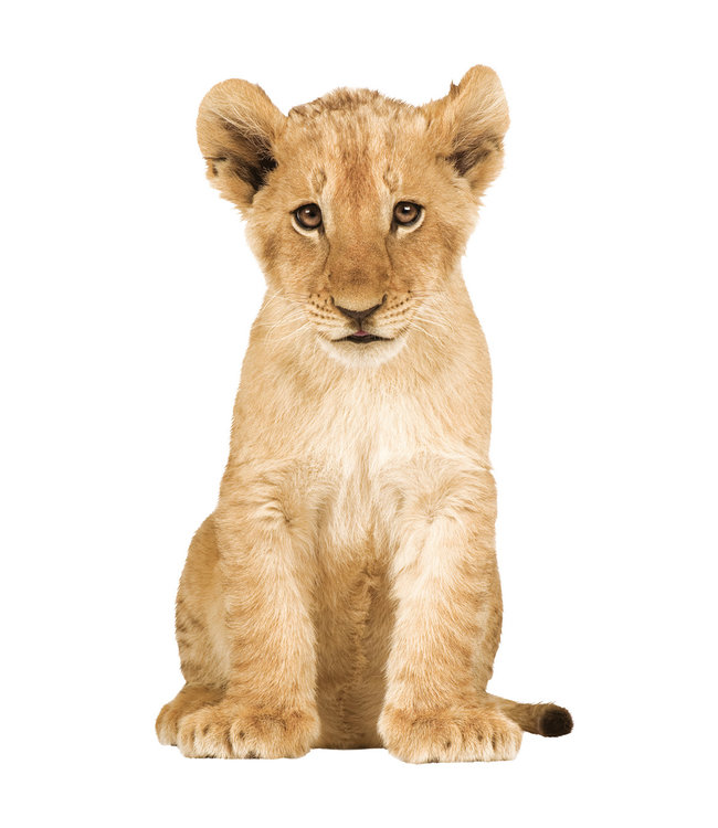 Wall sticker Lion Cub, 28 x 48 cm
