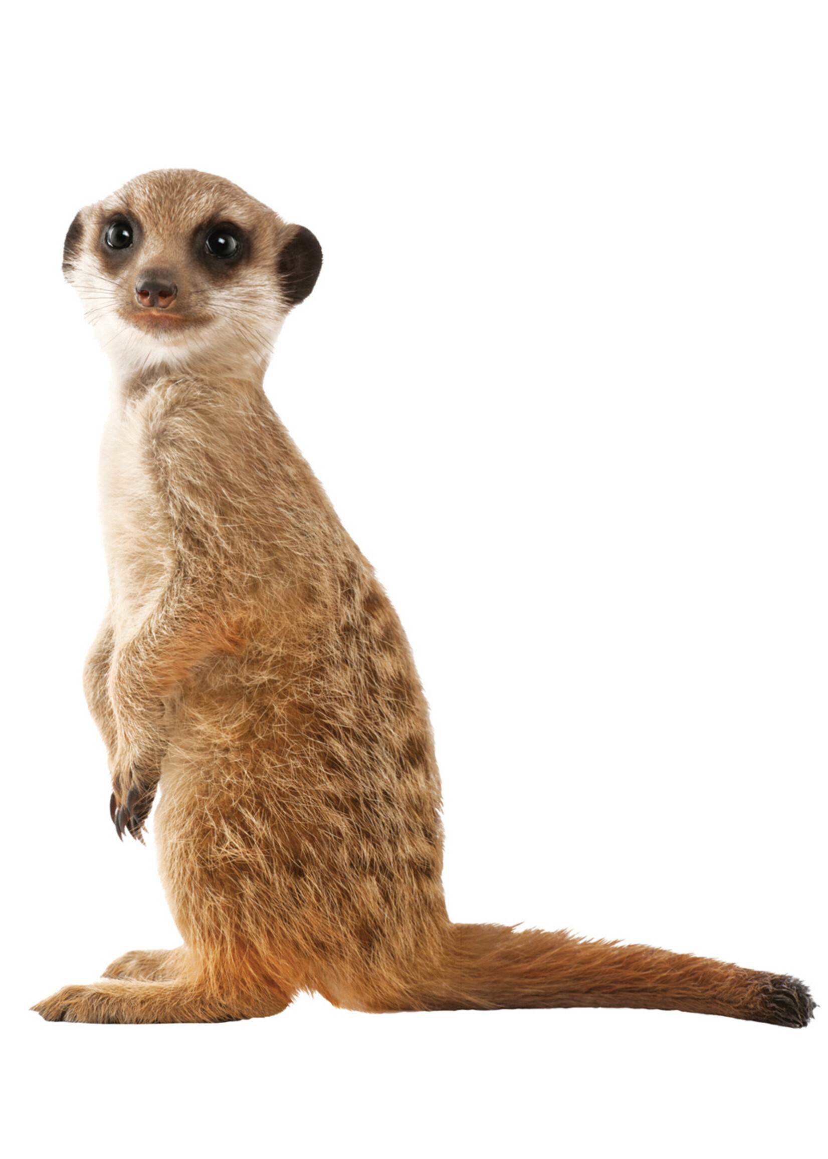 Wall sticker Meerkat, 52 x 55 cm