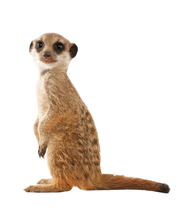Wandtattoo Meerkat, 52 x 55 cm