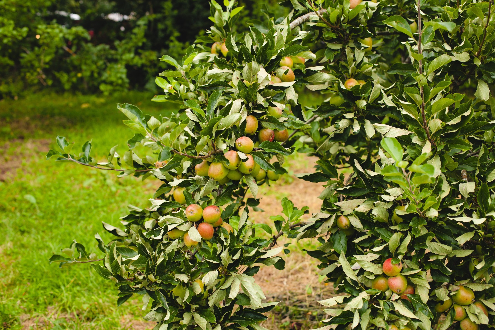 Wat is mangohout en waarom is het zo populair?