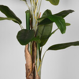 LABEL51 - Woondecoratie Musa - Groen - 110x110x180cm