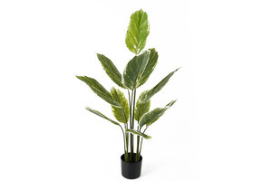 Present Time - Kunstplant Calathea Large - Groen