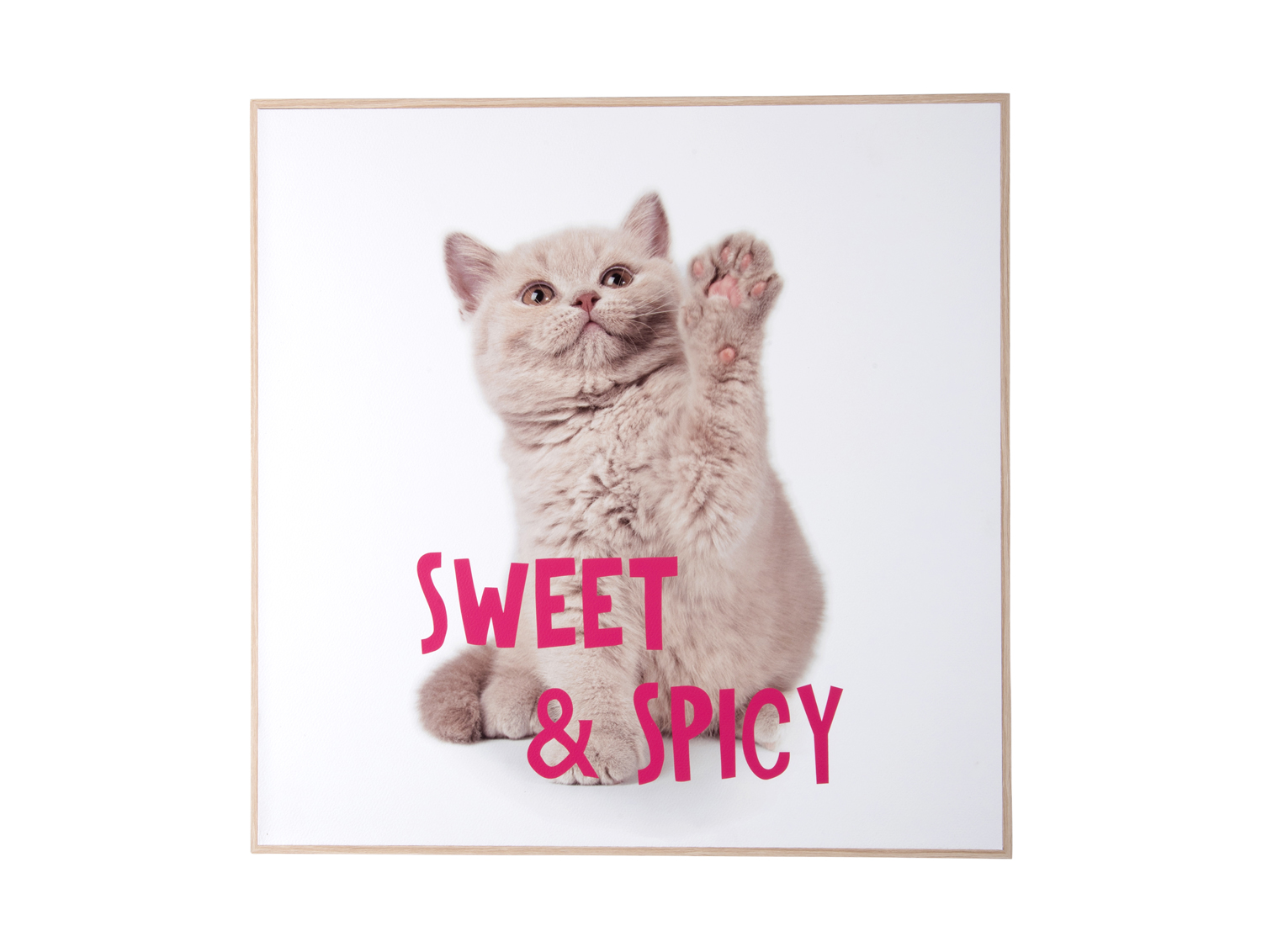 Present Time - Wall Art Kitten Sweet & Spicy - Multicolor