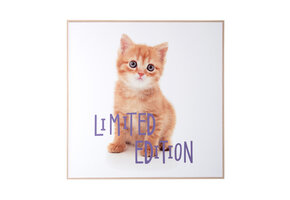 Present Time - Wall Art Kitten Limited Edition - Multicolor