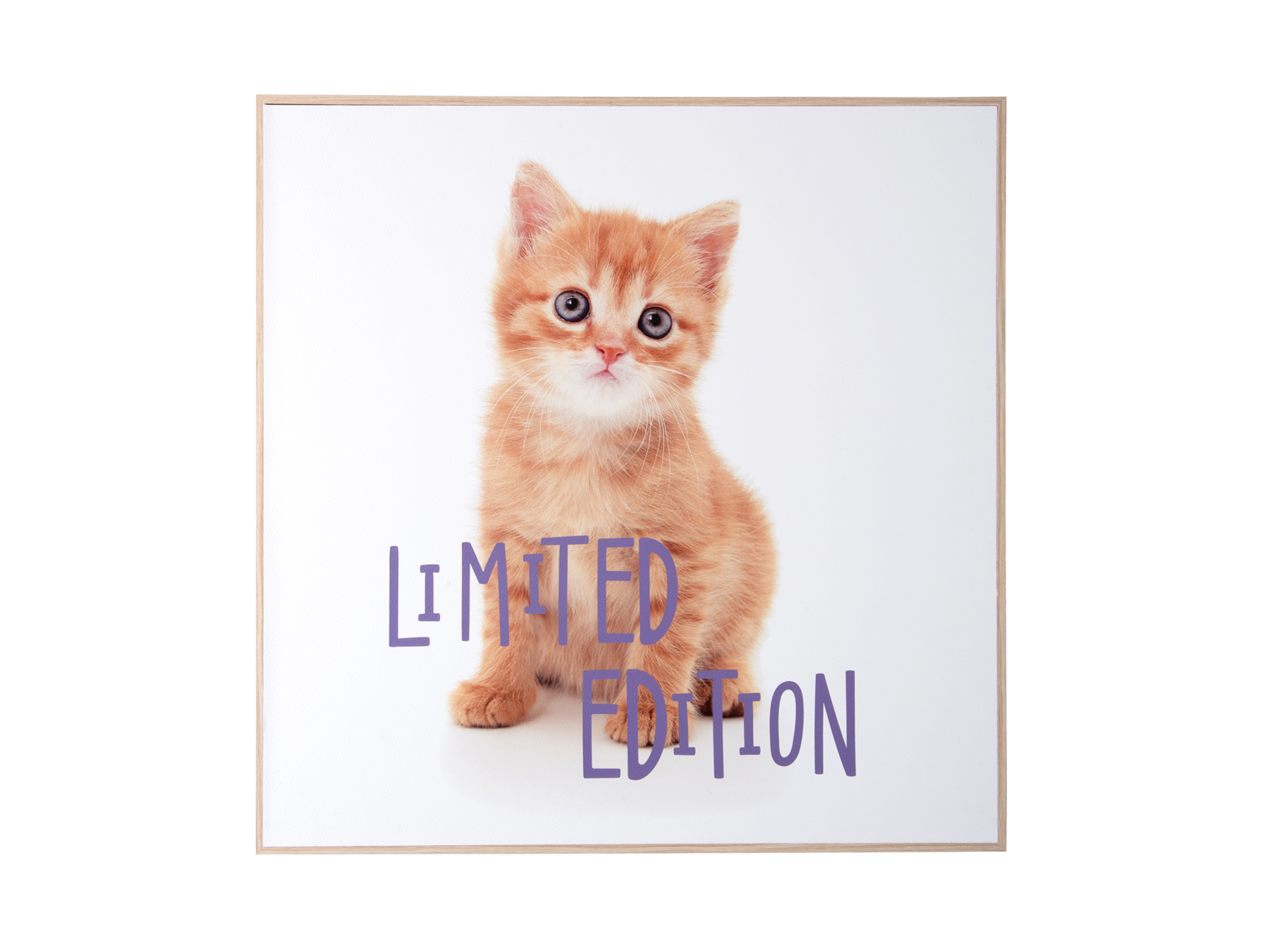 Present Time - Wall Art Kitten Limited Edition - Multicolor
