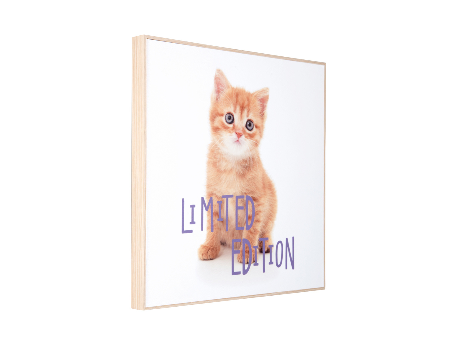 Present Time - Wall Art Kitten Limited Edition - Multicolor