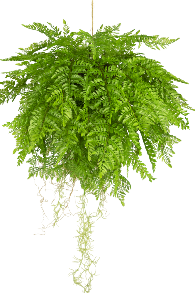 Hoyz Greenery - Kunst hangplant Varen met wortels d55 cm met hangsysteem