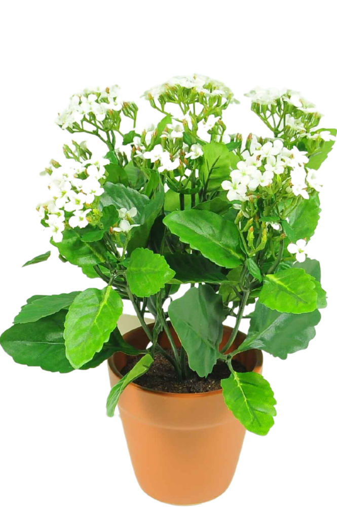 Hoyz Greenery - Kunstbloem Kalanchoe plant 31 cm wit