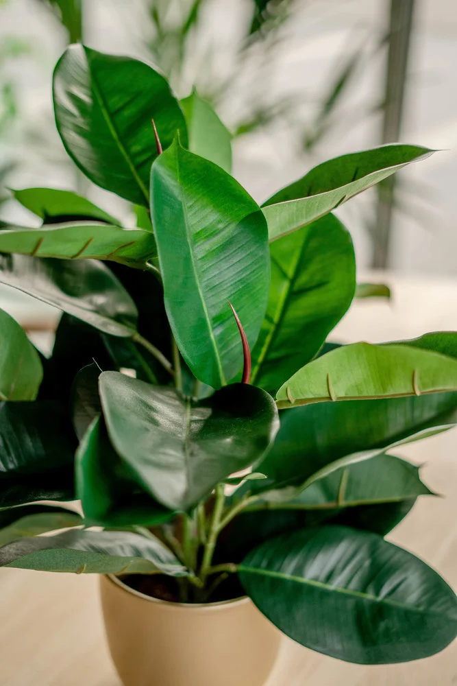 Hoyz Greenery - Kunstplant Rubber plant 51 cm