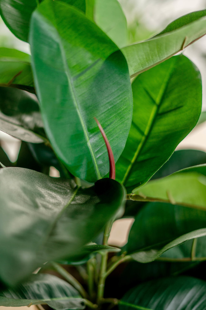 Hoyz Greenery - Kunstplant Rubber plant 51 cm