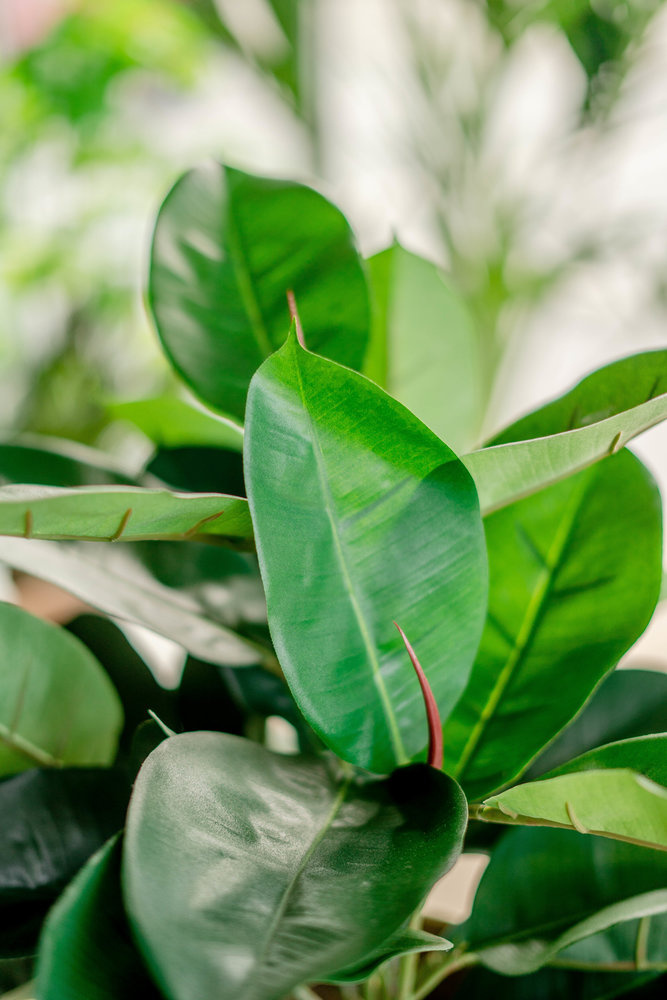 Hoyz Greenery - Kunstplant Rubber plant 51 cm