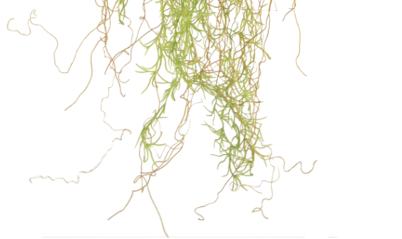 Hoyz Greenery - Kunst hangplant Varen met wortels d35 cm met hangsysteem
