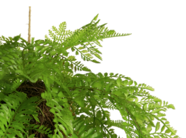 Hoyz Greenery - Kunst hangplant Varen met wortels d35 cm met hangsysteem