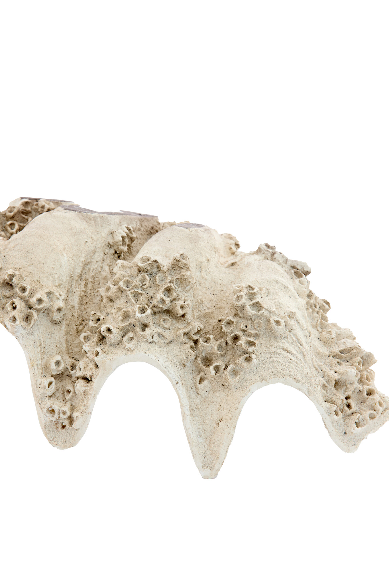 Light & Living - Ornament SHELL - 52x28x18cm - Bruin