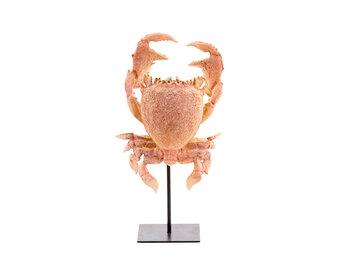 Light & Living - Ornament CRAB - 23x12.5x42.5cm - Oranje