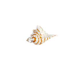 Light & Living - Ornament SHELL - 22x10x12cm - Wit