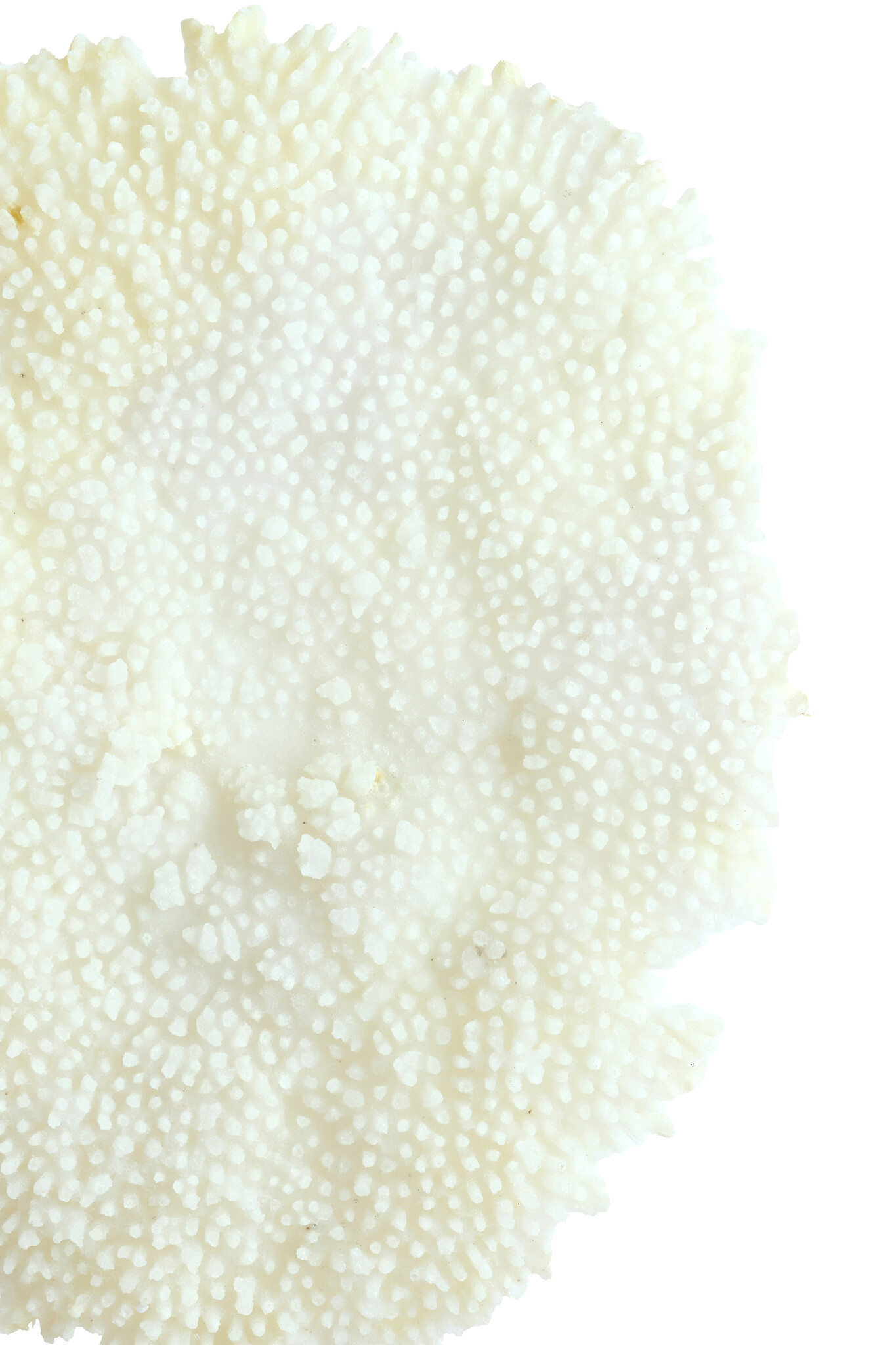 Light & Living - Ornament CORAL - 46x20x69cm - Wit