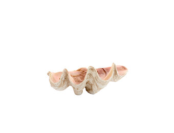 Light & Living - Ornament SHELL - 41x25x17cm - Bruin