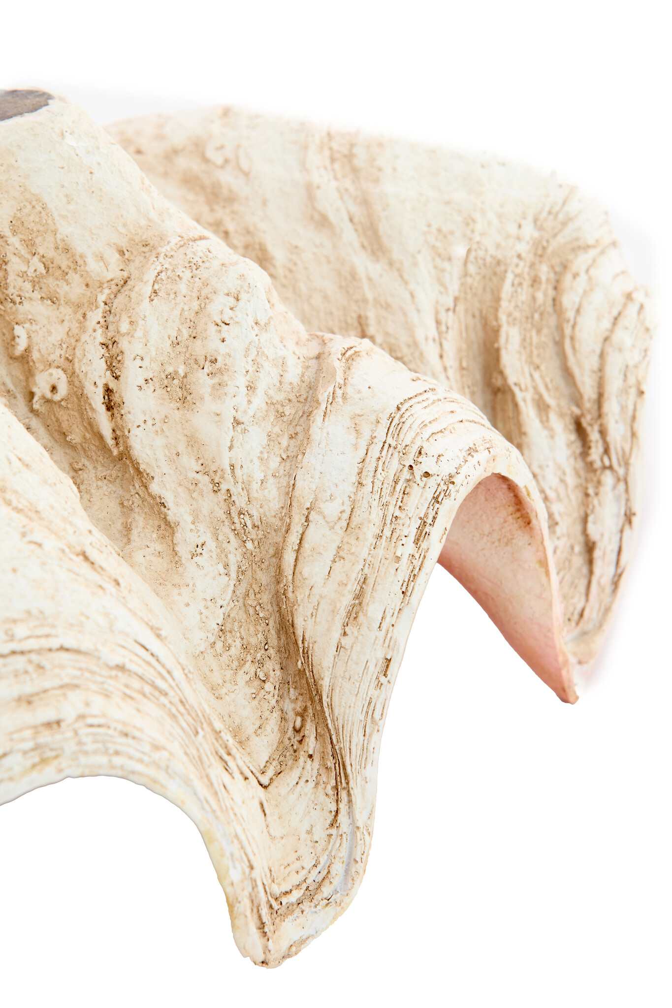 Light & Living - Ornament SHELL - 41x25x17cm - Bruin
