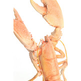Light & Living - Ornament LOBSTER - 25x14x56.5 cm - Oranje