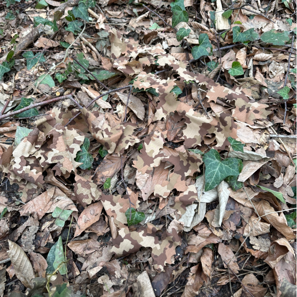 Kicking Mustang KMCS leaf strips