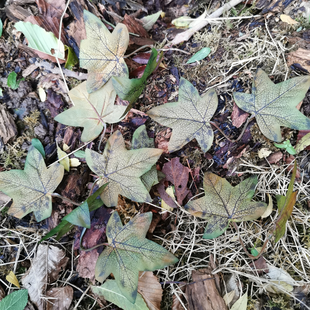 Crafting Leaves Greens