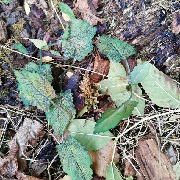 Unique Crafting Leaves Greens