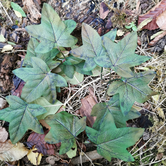 Crafting Leaves Greens