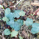 Crafting Leaves Greens