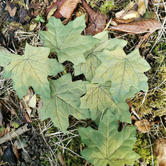 Crafting Leaves Greens