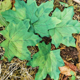 Crafting Leaves Greens