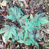 Crafting Leaves Greens