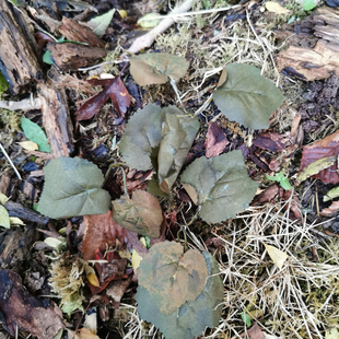 Crafting Leaves Browns