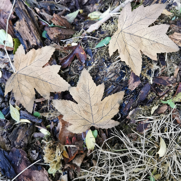 Unique Crafting Leaves Browns