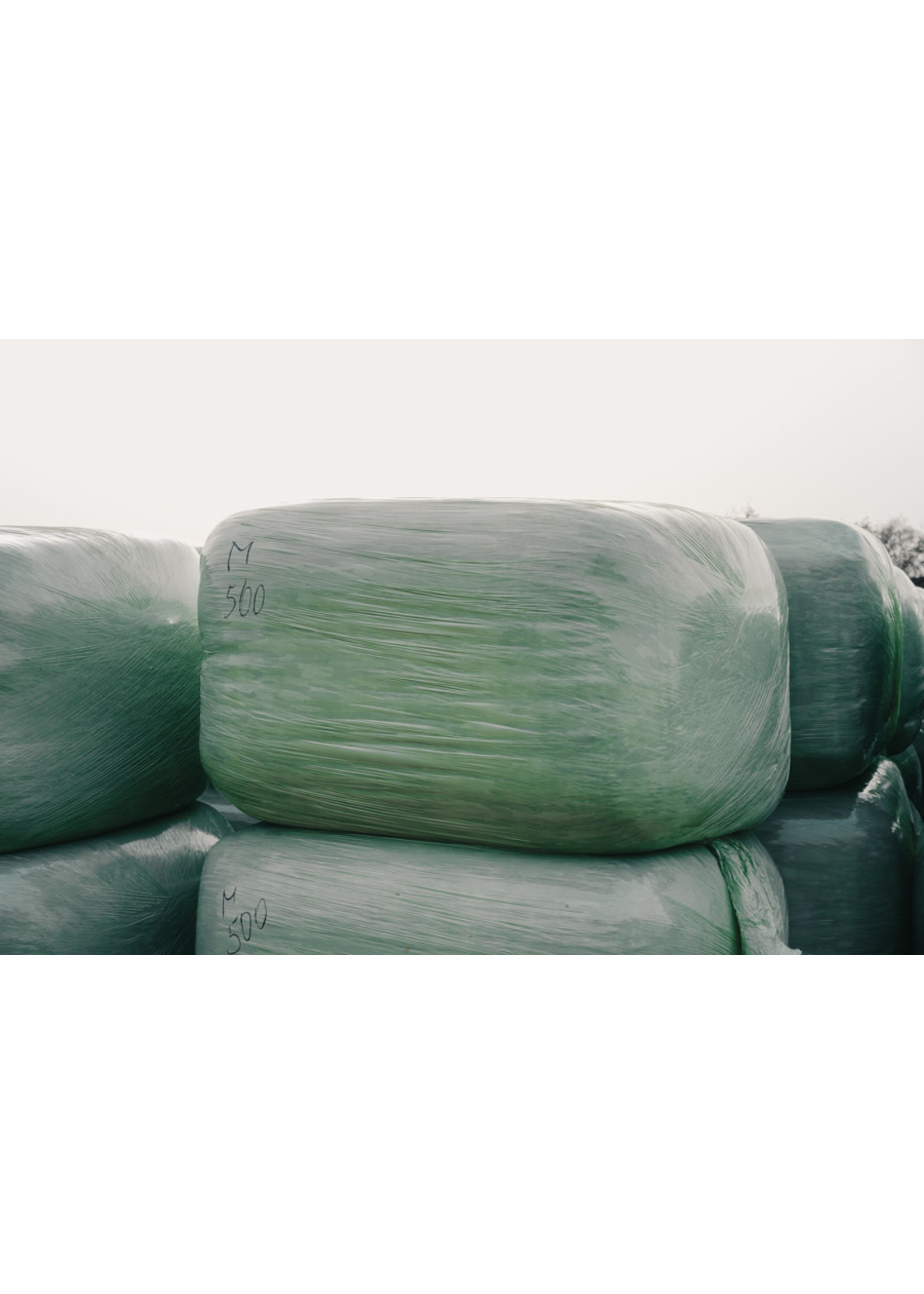 Corn 500 kg