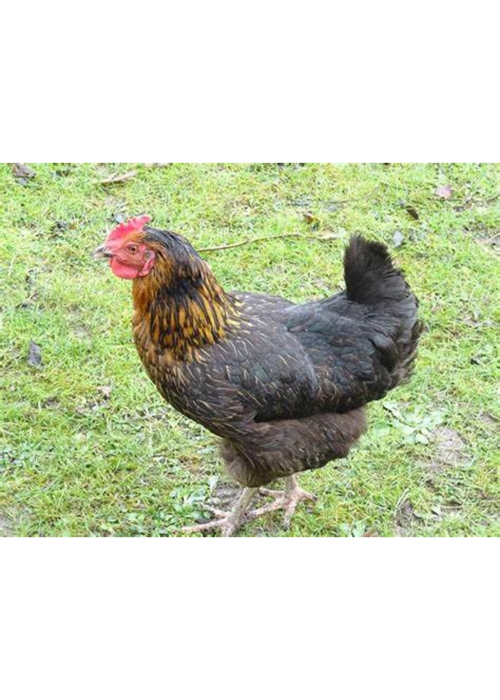 Black laying hen