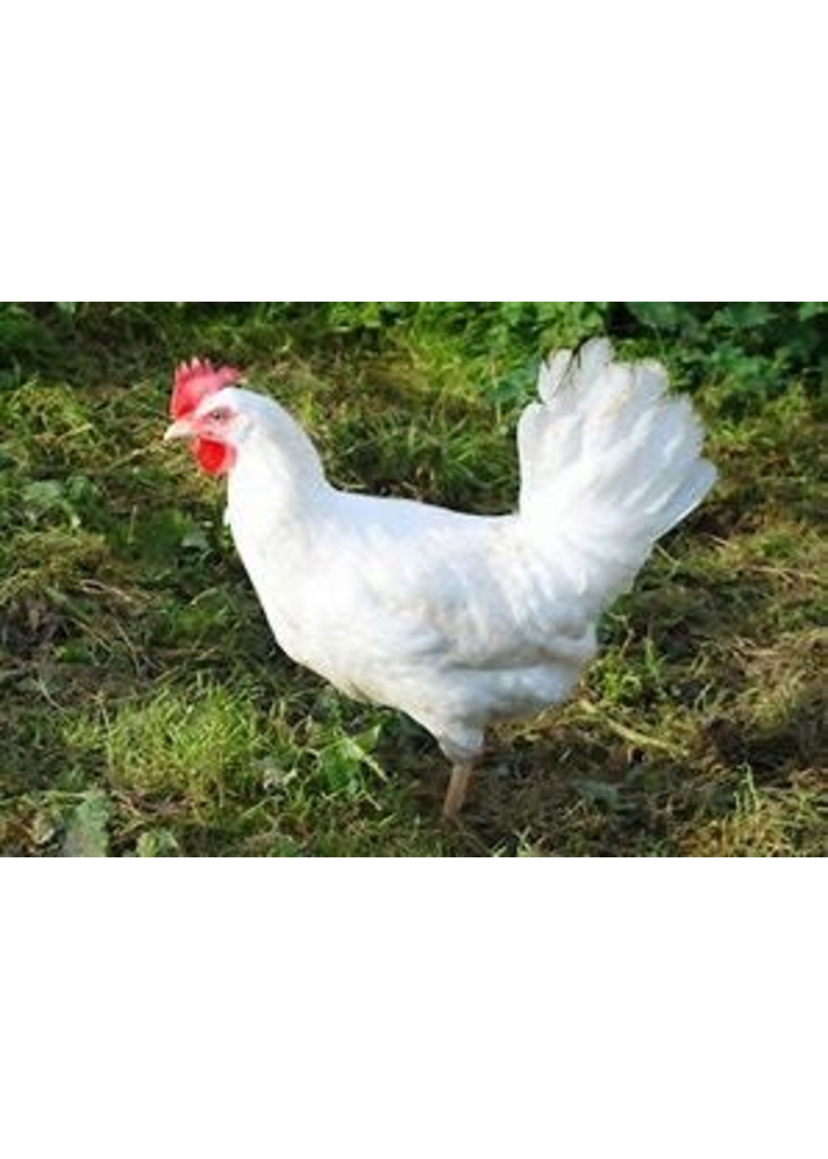 Legkip - Wit (leghorn)