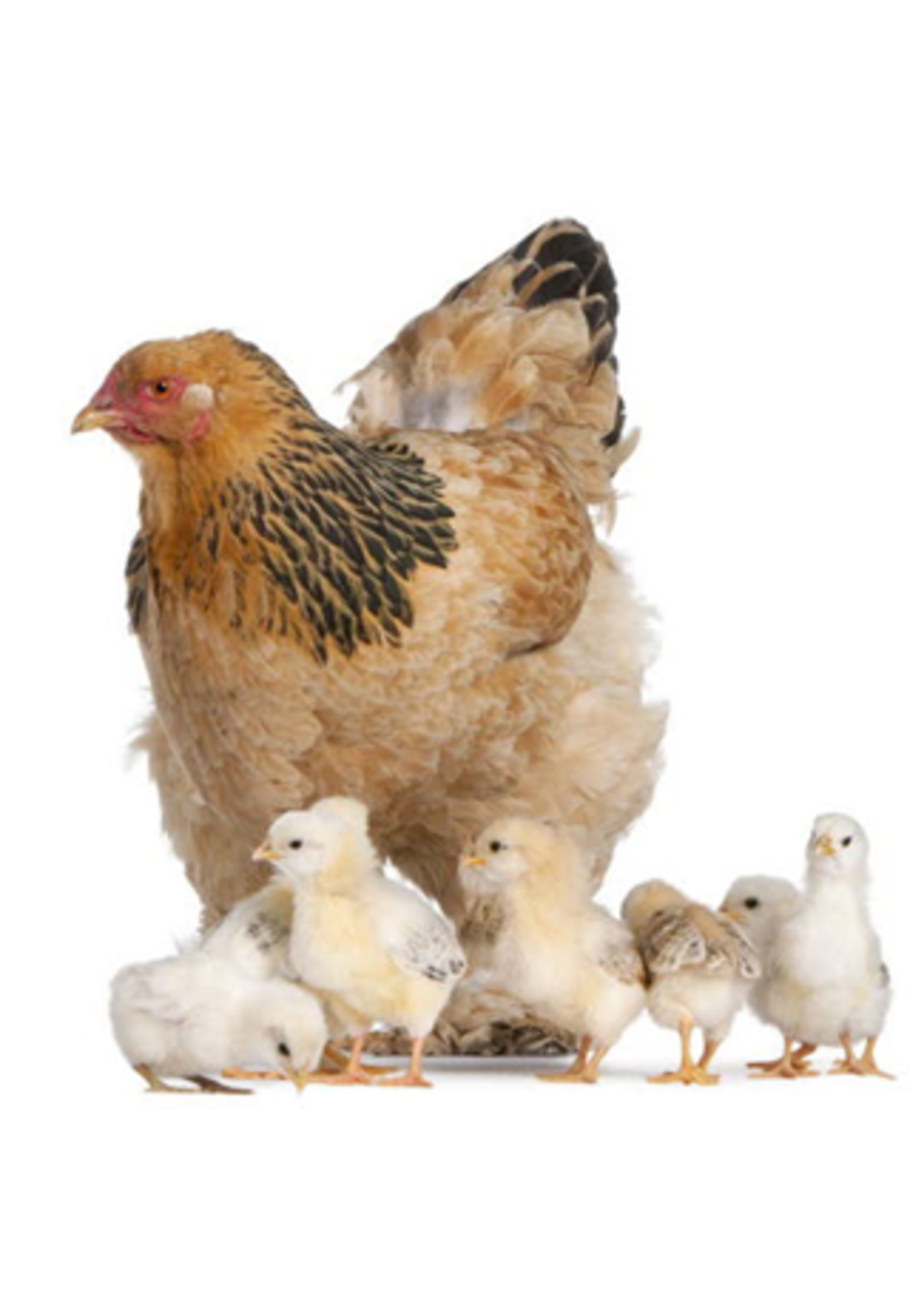 Brahma ornamental chicken - impressive giant breed with feathered legs and gentle temperament