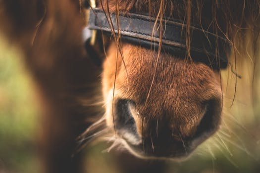 7 redenen waarom paarden afvallen