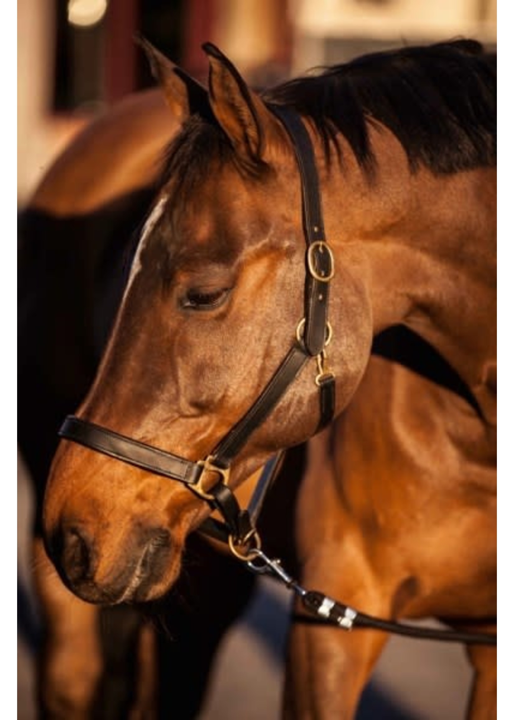 Eco Leather Halter | Comfortable halter for daily stable, pasture and transport use