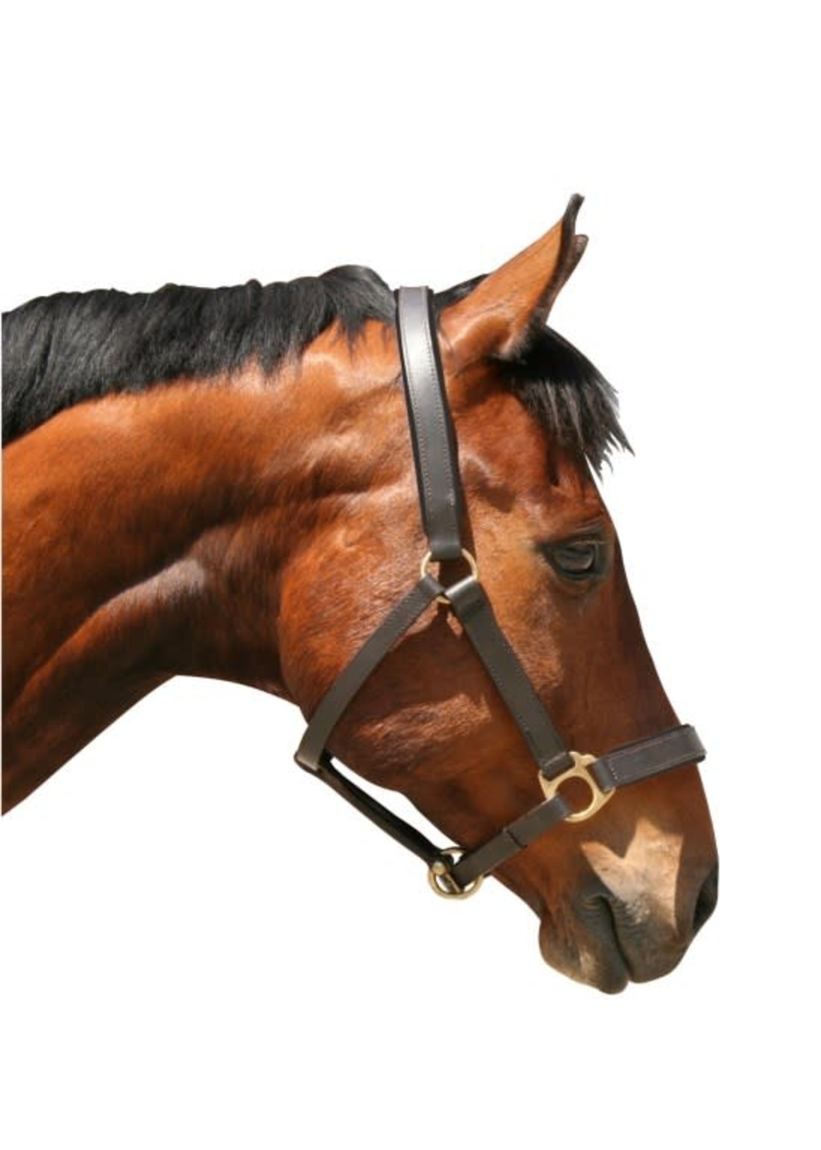 Halster Eco Leder | Comfortabel halster voor dagelijks gebruik op stal, weide en transport